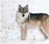 Amazing facts about wolves Why wolves are useful in nature