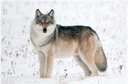 Удивительные факты о волках Чем полезен волк в природе