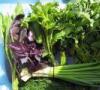 Zelené menu aneb co vařit z listů salátu Co dělat se zelenými saláty recepty