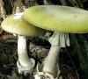 Consultation for parents “Caution, poisonous mushrooms!