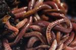 Dream interpretation of earthworms