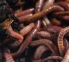 Dream interpretation of earthworms