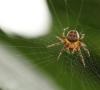 Dlaczego marzą pająki - czyli według książki snów