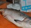 Najbardziej sprawdzone przepisy na solenie ryb w domu